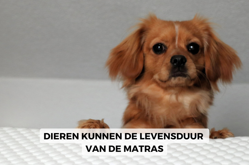 dieren in bed slapen